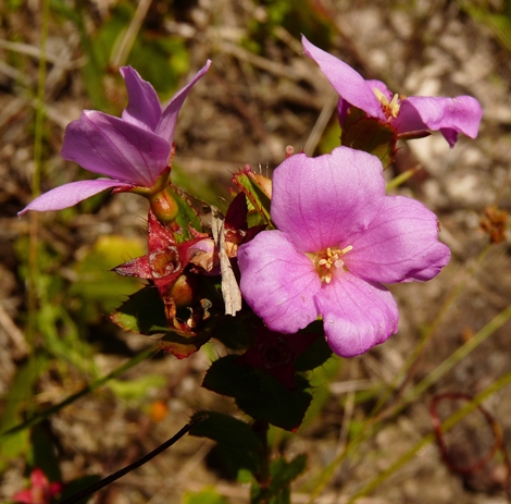 {Rhexia petiolata}